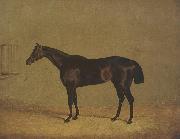 John Frederick Herring The Racehorse 'Mulatto' in A Stall oil on canvas